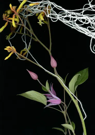 The image features a delicate arrangement of vivid yellow and purple flowers, intertwined with fine white threads. The flowers, which include budding purple blooms and green leaves, are set against a dark background, highlighting their vibrant colors and intricate details.