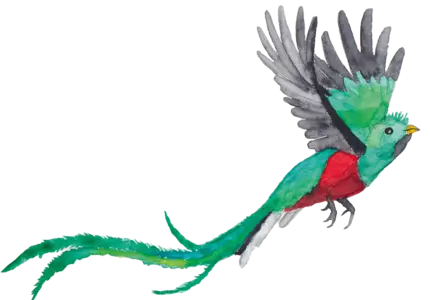 Ein farbenfroher Quetzal-Vogel fliegt majestätisch. Der Vogel hat ein leuchtend grünes Gefieder mit roten und schwarzen Akzenten. Sein langen, geschwungener Schwanz verleiht ihm ein elegantes Erscheinungsbild, während die Flügel weit gespreizt sind.