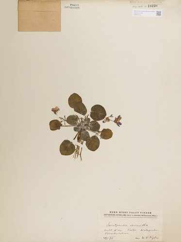 Ein botanisches Dokument mit getrockneten Pflanzenteilen, darunter runde, grüne Blätter und kleine violette Blüten. Die Pflanzen sind auf einem weißem Hintergrund angeordnet, und ein beschriftetes Etikett mit Informationen zur Art ist am unteren Rand zu sehen.