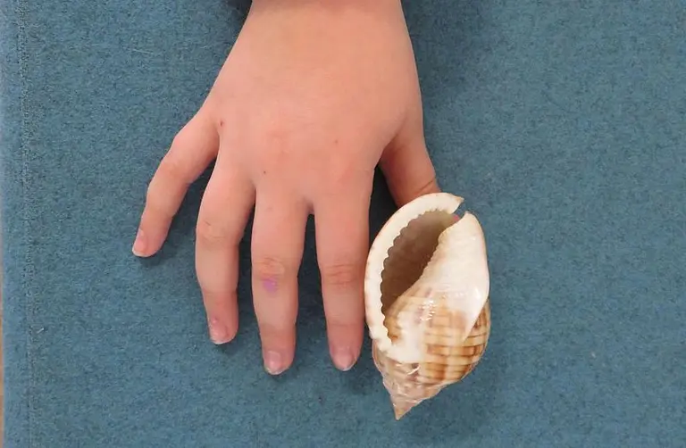 Ein Hand mit weitem, offenen Handflächen liegt auf einem blauen Untergrund neben einer großen, muscheligen Schnecke. Die Muschel ist hell mit braunen Streifen und leicht glänzend. Die Szene vermittelt eine Verbindung zur Natur und dem Meeresleben.