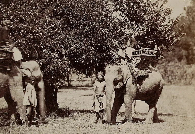 Ein historisches Foto zeigt zwei Elefanten mit Personen auf ihren Rücken. Darunter stehen zwei weitere Männer auf dem Boden. Im Hintergrund sind Bäume zu sehen. Die Szene vermittelt einen Eindruck von Arbeit und Interaktion mit den Elefanten.