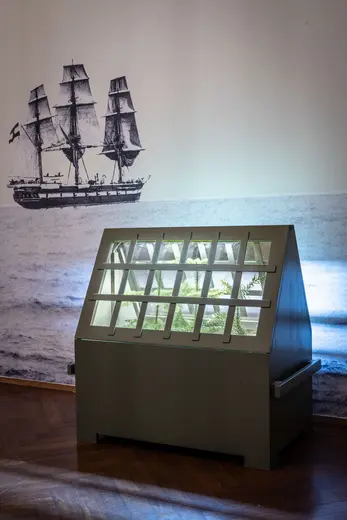 A display case with a slanted glass lid showcases plants inside. Behind it is a large black-and-white mural of a sailing ship on the ocean, emphasizing a maritime theme. Soft lighting highlights the plants within the case.