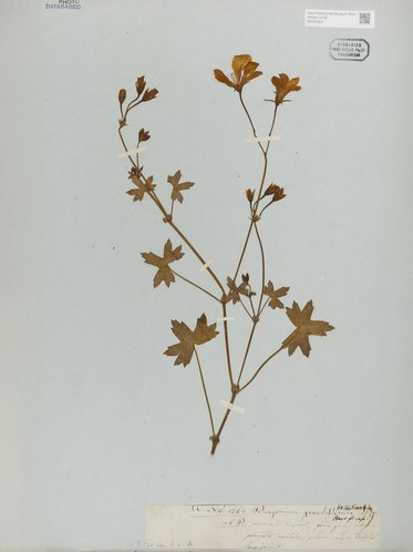 Eine gepresste Pflanze mit grünen Blättern und kleinen Blüten, auf hellblauem Hintergrund angeordnet. Die Pflanze hat mehrere verzweigte Stiele und ist auf ein Blatt Papier fixiert. Handgeschriebene Notizen befinden sich am unteren Rand des Bildes.