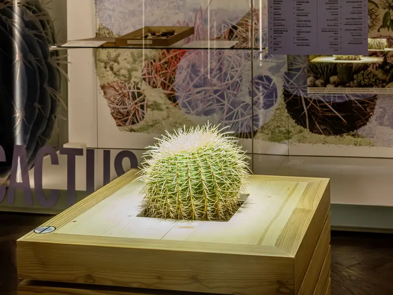 Ein runder Kaktus steht auf einem Holzblock, beleuchtet von einer Lampe. Im Hintergrund sind dekorative Wandgestaltungen mit Pflanzenmotiven und diverse Exponate zu sehen, die eine Kakteen-Ausstellung präsentieren.