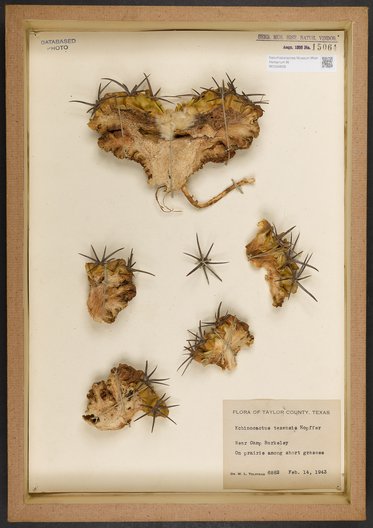 Ein Rahmen mit getrockneten Pflanzenproben, darunter verschiedene Formen von Kakteen. Einige Exemplare haben gelbliche und braune Farben, während andere mit stacheligen dornenartigen Strukturen versehen sind. Die Proben sind auf einem hellen Hintergrund montiert und mit einem Etikett versehen.