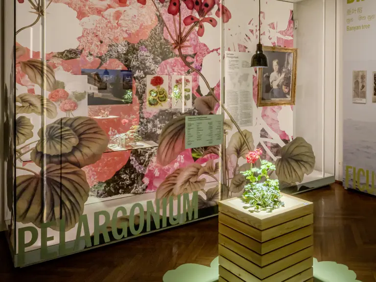 Eine Ausstellung mit einem großen Hintergrund aus bunten Blumenillustrationen. Im Vordergrund steht eine Holzkiste mit einer Pelargonie-Pflanze. Informationsschilder sind ebenfalls sichtbar. Die Umgebung ist hell und modern gestaltet.