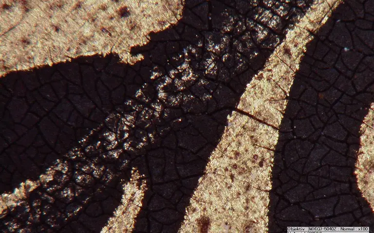 Close-up image of a textured surface with contrasting light and dark patterns. The surface features intricate cracks and lines, creating a visual interplay of gold and dark tones, resembling organic forms or natural patterns.