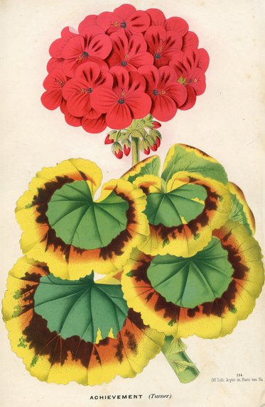 Eine farbenfrohe botanische Darstellung zeigt einen großen roten Blütenstand oben und darunter mehrere grüne Blätter. Die Blätter sind rund mit gelben und braunen Musterungen, die ihnen ein dekoratives Aussehen verleihen.