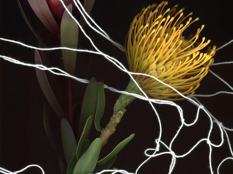 Eine gelbe Blüte mit langen, spitzen Blütenblättern befindet sich im Vordergrund. Sie wird von mehreren feinen, weißen Fäden umgeben, die ein Netz bilden. Im Hintergrund sind dunkle, grüne Blätter und die Silhouette einer weiteren Blüte sichtbar.