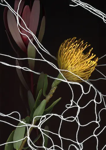 A close-up of a vibrant yellow flower surrounded by dark foliage, set against a black background. Delicate white threads are entangled around the flower, contrasting with its bright color and adding an intricate texture to the scene.