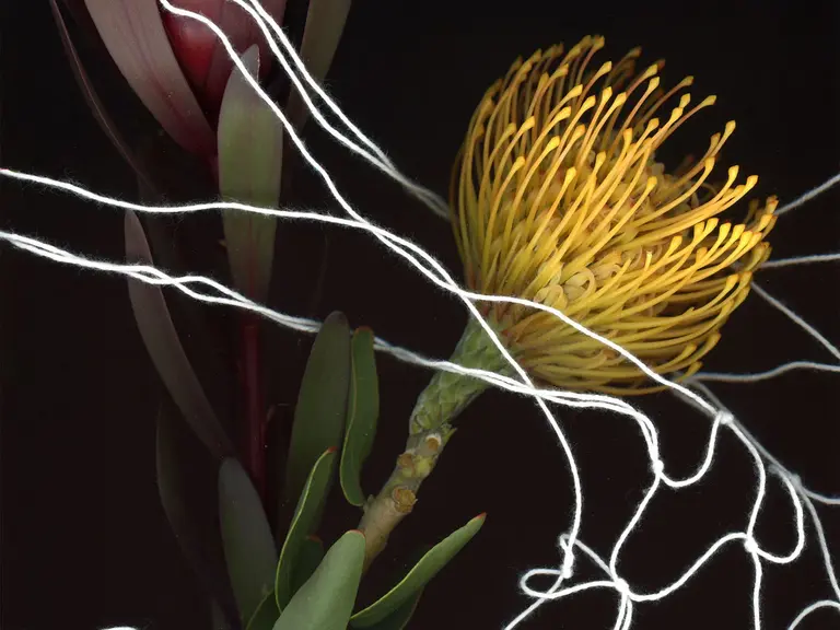 Eine gelbe Blüte mit langen, spitzen Blütenblättern befindet sich im Vordergrund. Sie wird von mehreren feinen, weißen Fäden umgeben, die ein Netz bilden. Im Hintergrund sind dunkle, grüne Blätter und die Silhouette einer weiteren Blüte sichtbar.