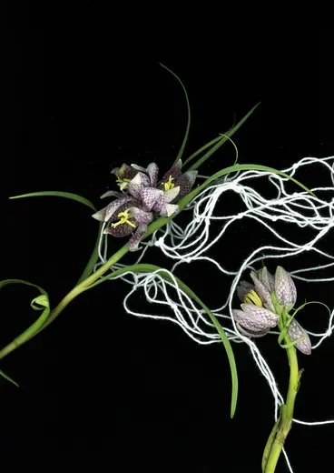 The image features delicate purple flowers with intricate patterns, surrounded by green leaves. White threads intertwine with the plants, creating an interesting contrast against a black background. The composition highlights the floral details and the unique interplay of natural and abstract elements.