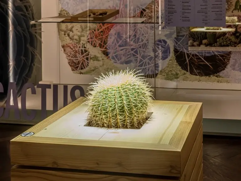 Ein runder Kaktus steht auf einer holzernen Podestbeleuchtung in einem Ausstellungsraum. Im Hintergrund sind Illustrationen von Kakteen und anderen Pflanzen an der Wand zu sehen. Ein besseres Licht wird von einer über den Kaktus hängenden Lampe geworfen.