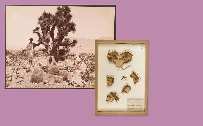 The image features a historic photo of a man standing near a large Joshua tree in a desert landscape. In the foreground, there is a display shadow box containing various preserved plant specimens, showcasing different textures and formations. The background has a muted tone to emphasize the main subjects.