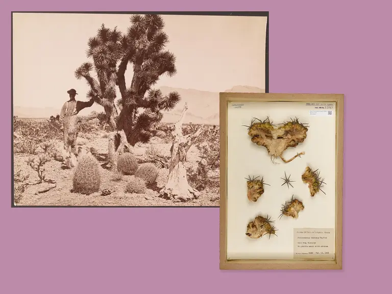 Das Bild zeigt eine historische Fotografie eines Mannes neben einem großen Joshua-Baum in einer Wüstenlandschaft. Im Vordergrund befindet sich eine Sammlung von Kaktus-Proben in einem Rahmen, die verschiedene Formen und Stacheln aufweisen.