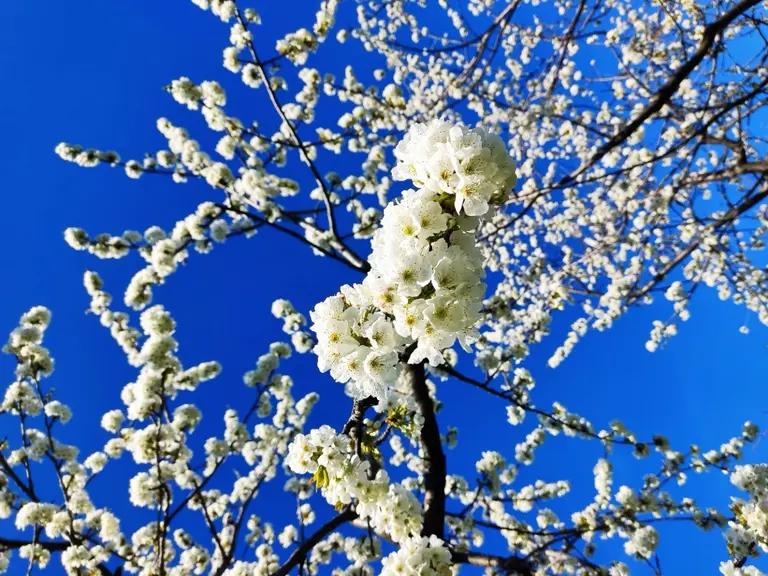 Blühende Zweige mit weißen Blüten vor einem strahlend blauen Himmel. Die Blumen sind dicht angeordnet und zeigen die Schönheit der Natur im Frühling.