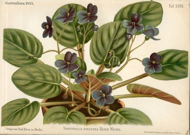 Eine botanische Illustration von Saintpaulia ionantha, auch bekannt als Usambaraveilchen. Die Pflanze zeigt grüne, runde Blätter und violette Blüten mit dunklen und hellen Farbnuancen, die aus einer Tontöpfe wachsen.