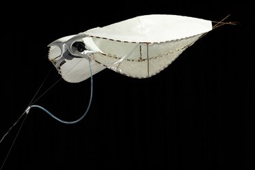 Ein Modell eines Tintenfisches mit einer weißen, schirmartigen Struktur, die an den Körper angeschlossen ist. Es besitzt einen langen Schlauch und ist auf einem schwarzen Hintergrund positioniert.
