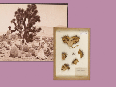 A historical photograph features a figure standing beside a large Joshua tree in a desert landscape. Next to it is a display of plant specimens, including cactus parts with spines, arranged in a wooden frame with a label. The background is a soft pink color.