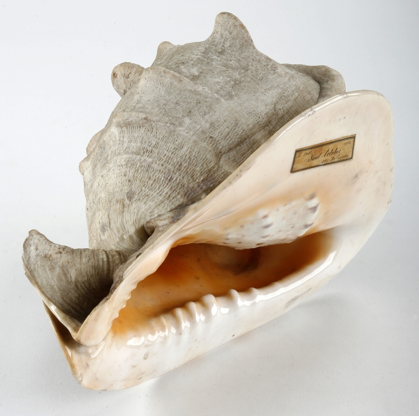 Concial Shell Conch shell - Online Collection - Weltmuseum Wien