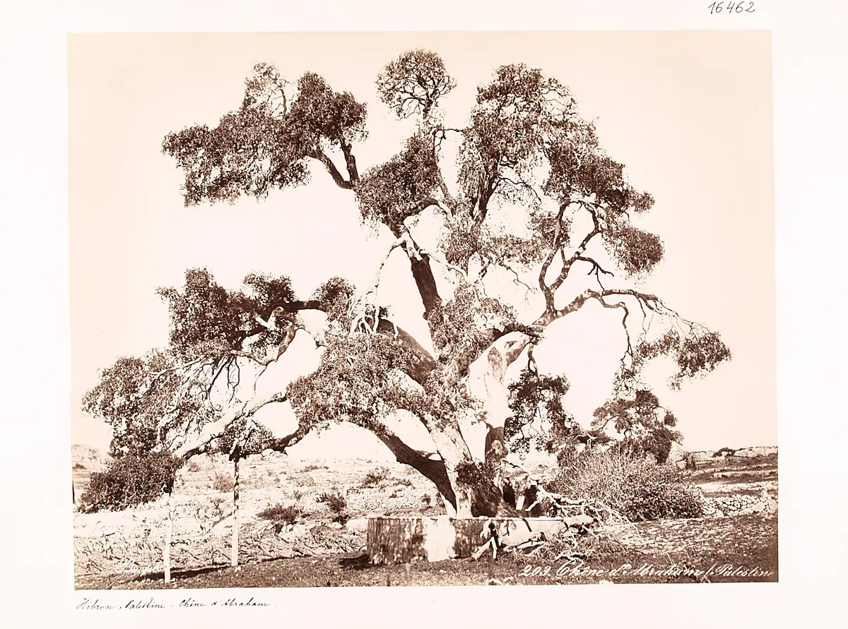 « Chêne d’Abraham » [„Abrahams Eiche“]