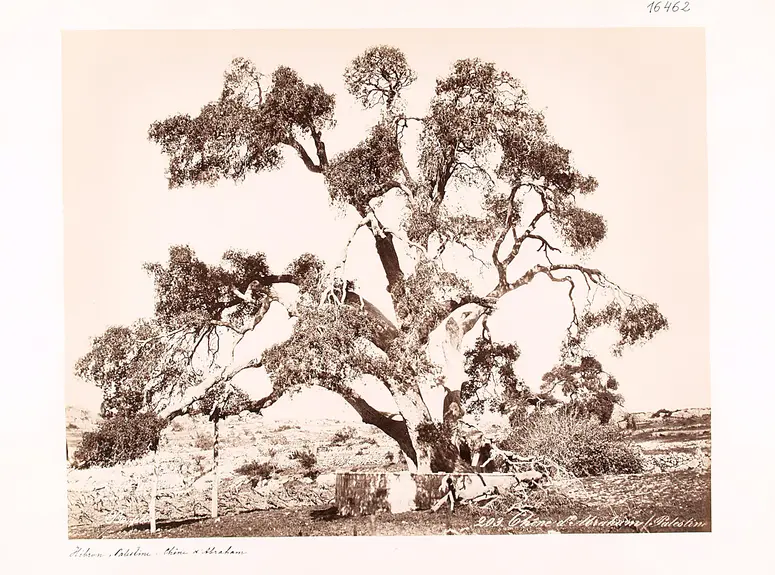 « Chêne d’Abraham » [„Abrahams Eiche“]