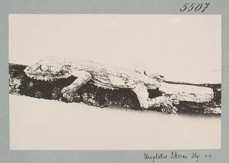 Uroplatus Sikorae Bttgr. n. sp.