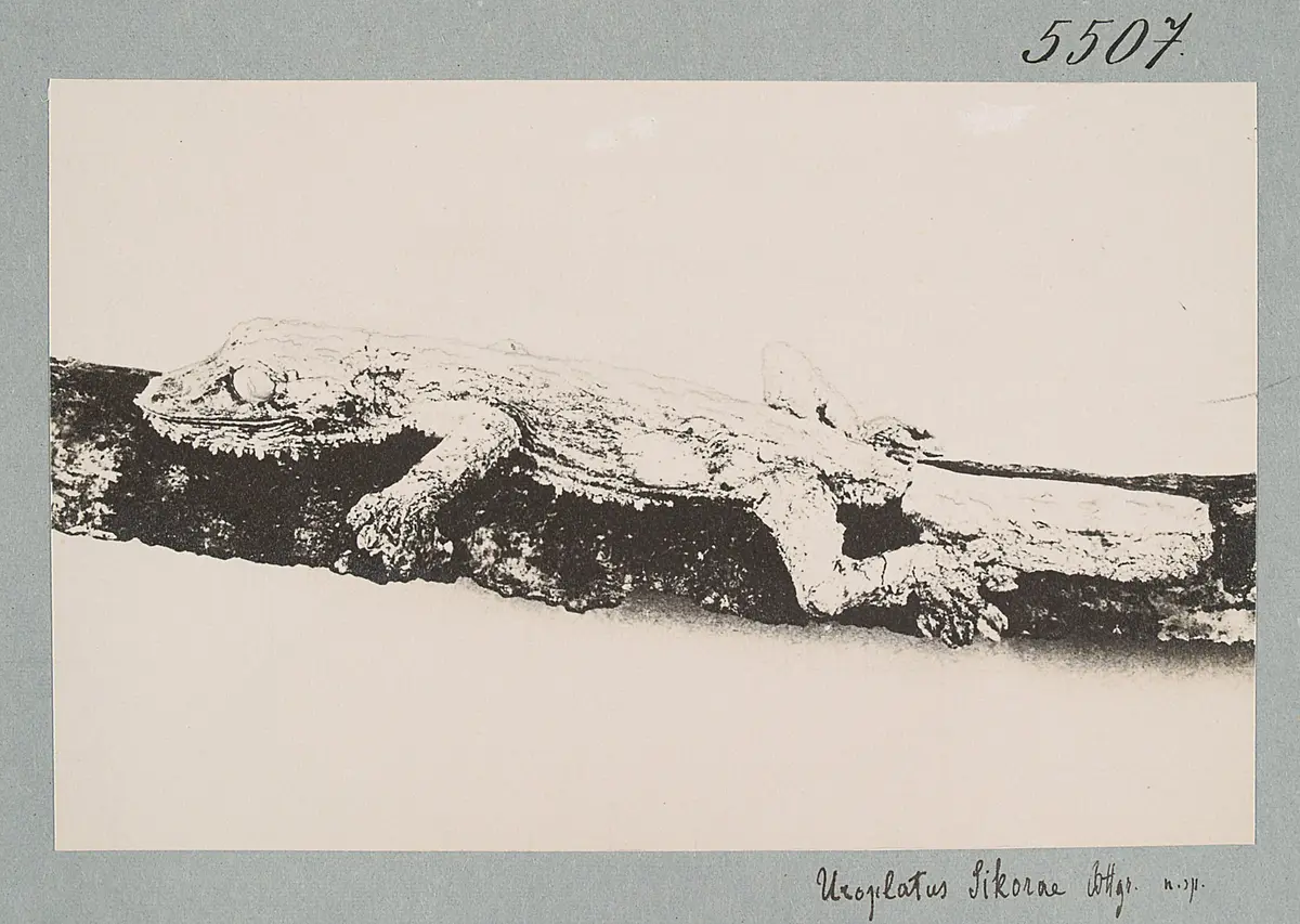 Uroplatus Sikorae Bttgr. n. sp.