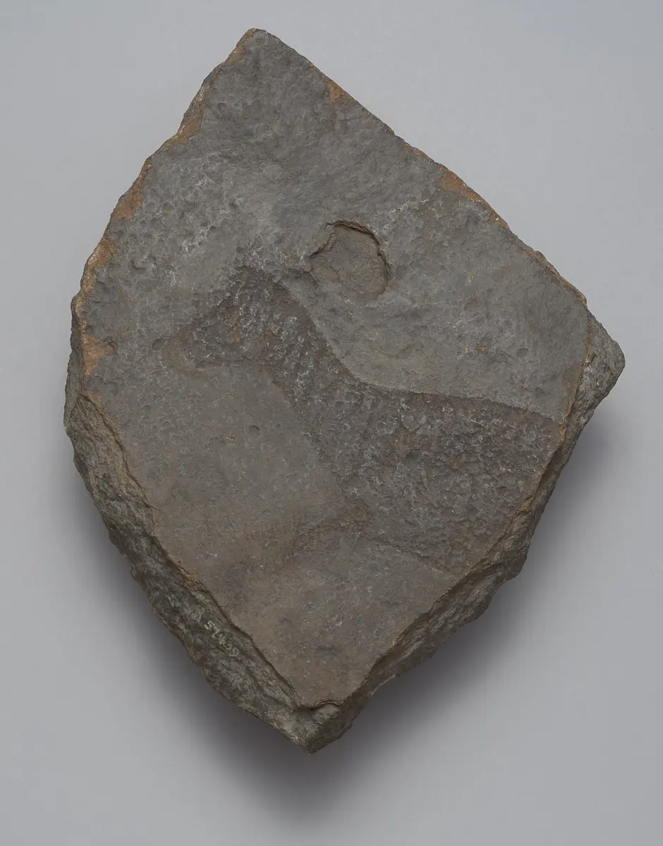 Felsgravierung: Zebra, Fragment