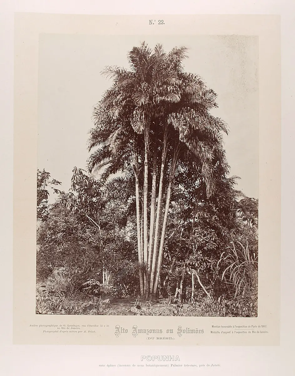 Gruppe von Popunha (Palmen)