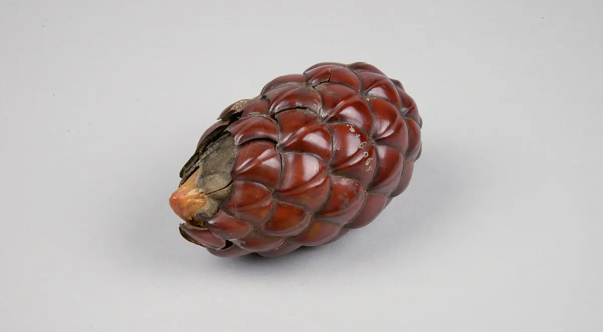 Dompalmenfrucht