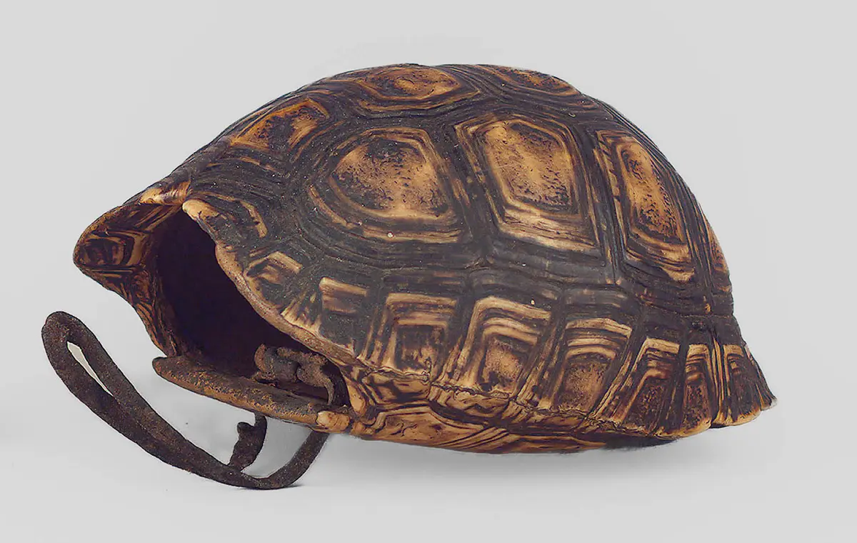 Schildkrötenpanzerbehälter