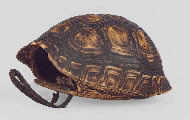 Schildkrötenpanzerbehälter