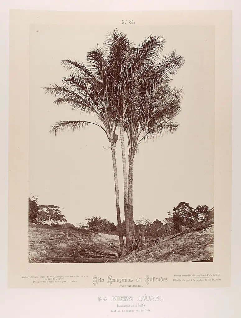 Palmengruppe