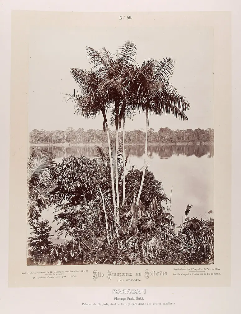 Palmengruppe