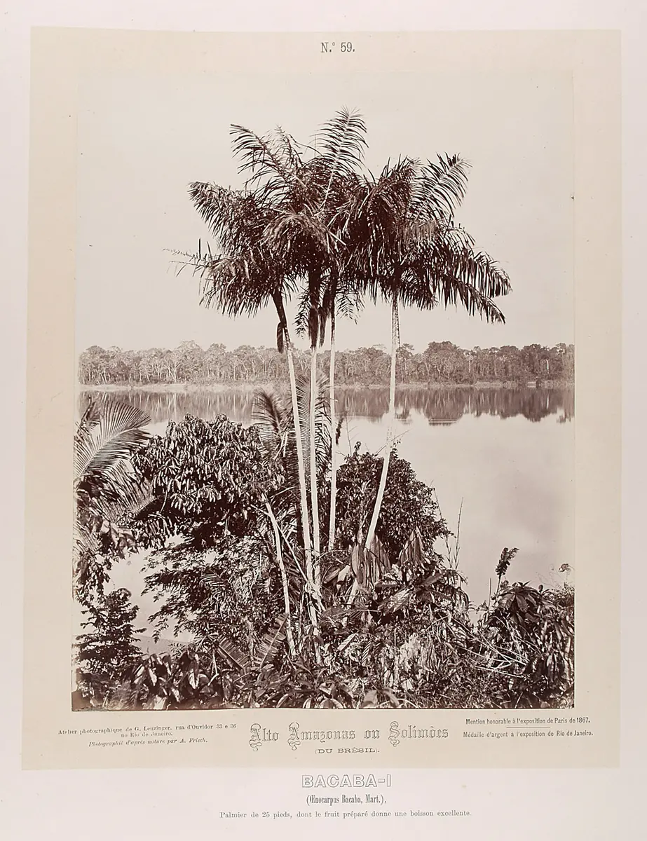 Palmengruppe