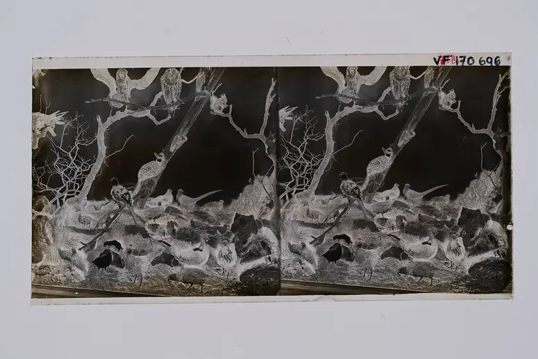 Stereofotografie, Negativ