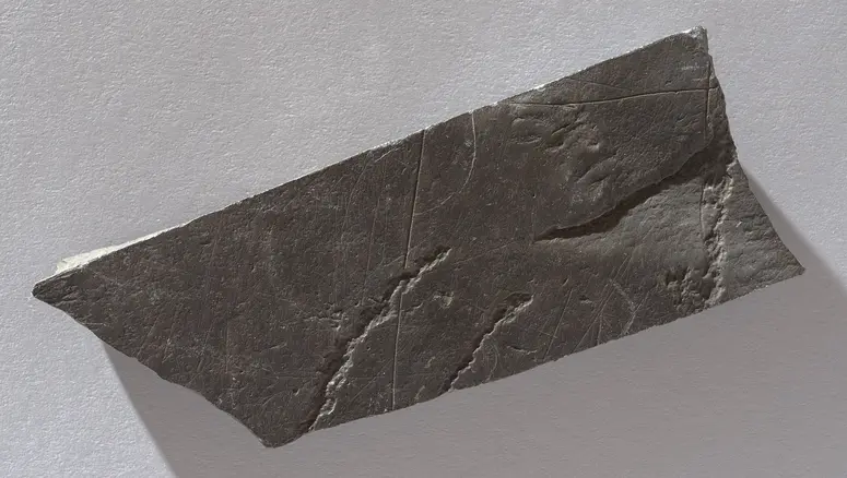 Felsgravierung: Rappenantilope, Fragment