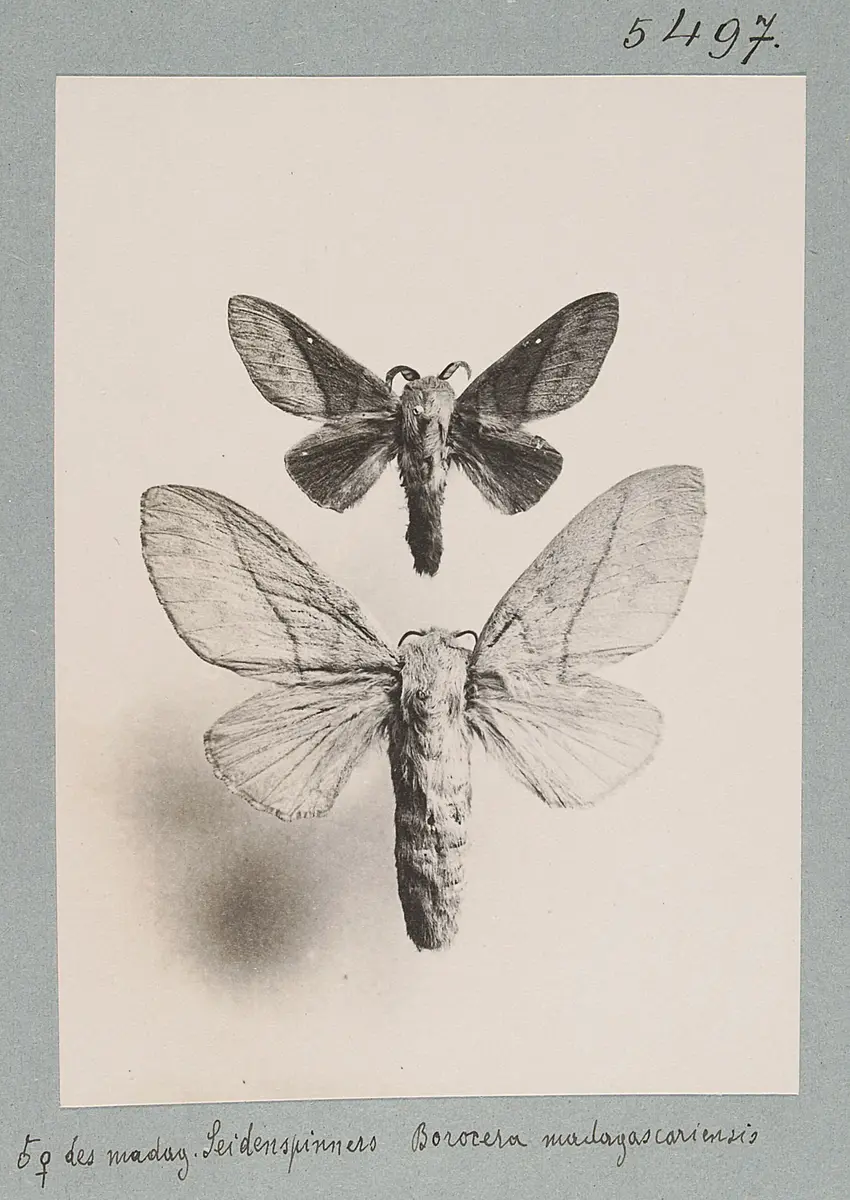 Männchen und Weibchen des madag. Seidenspinners, Borocera madagascariensis