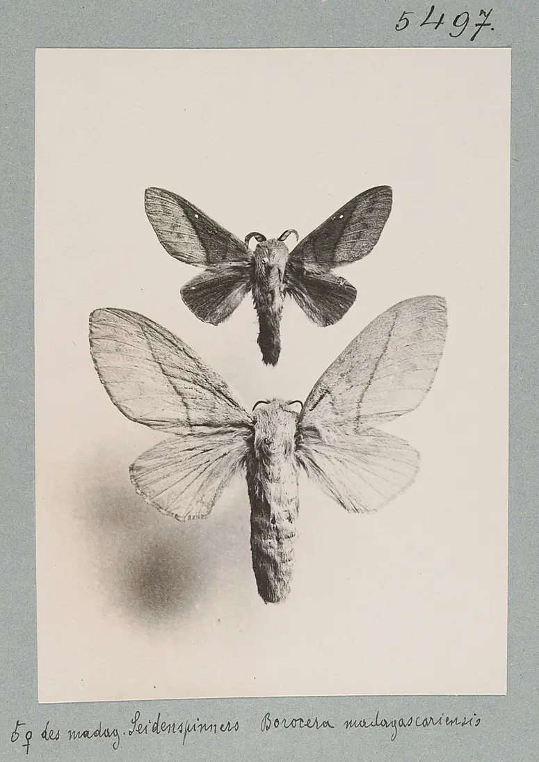 Männchen und Weibchen des madag. Seidenspinners, Borocera madagascariensis
