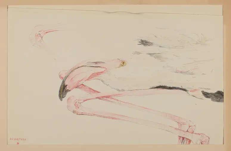 Aquarell Rosa Flamingos