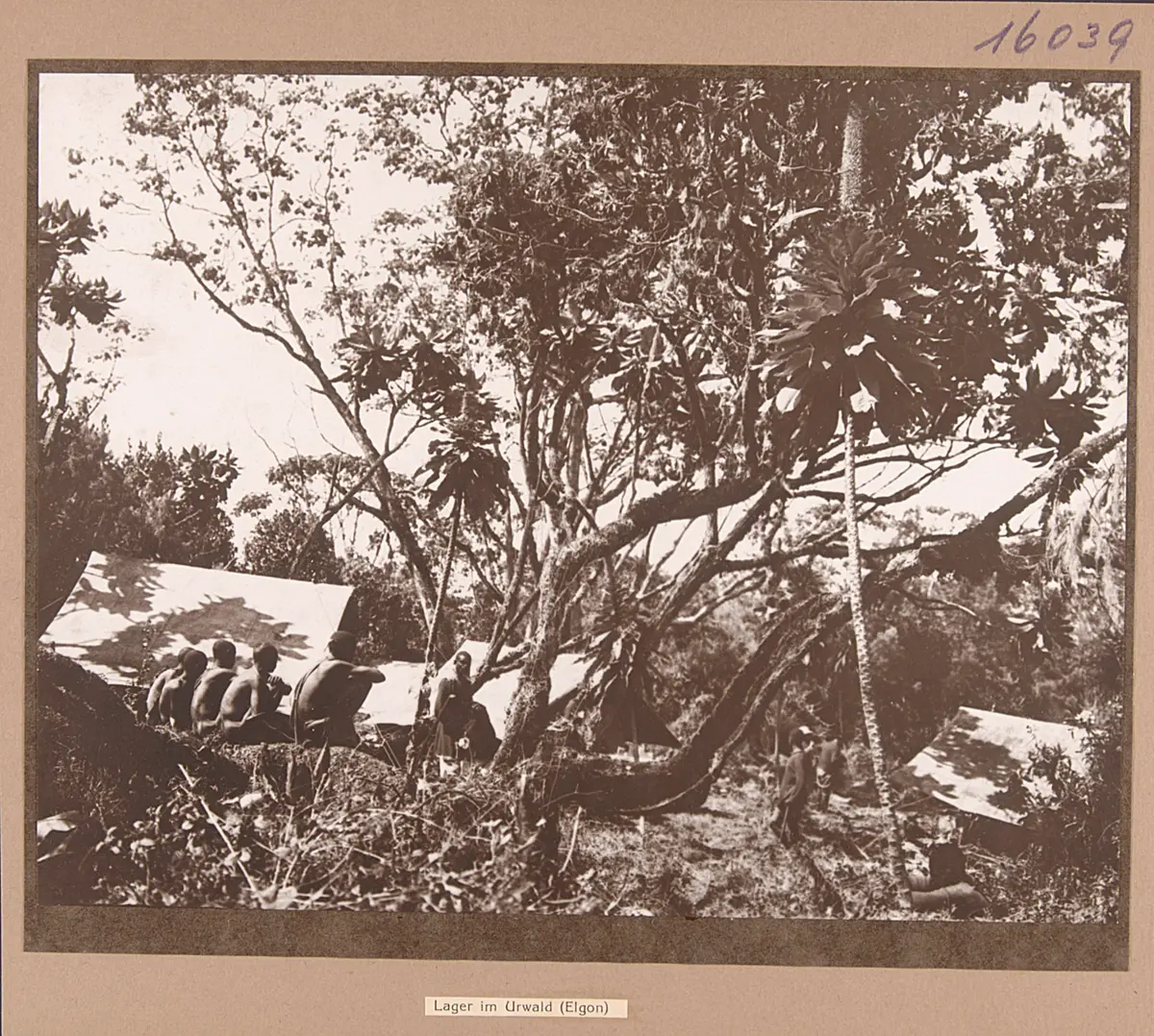 Lager im Urwald (Elgon)