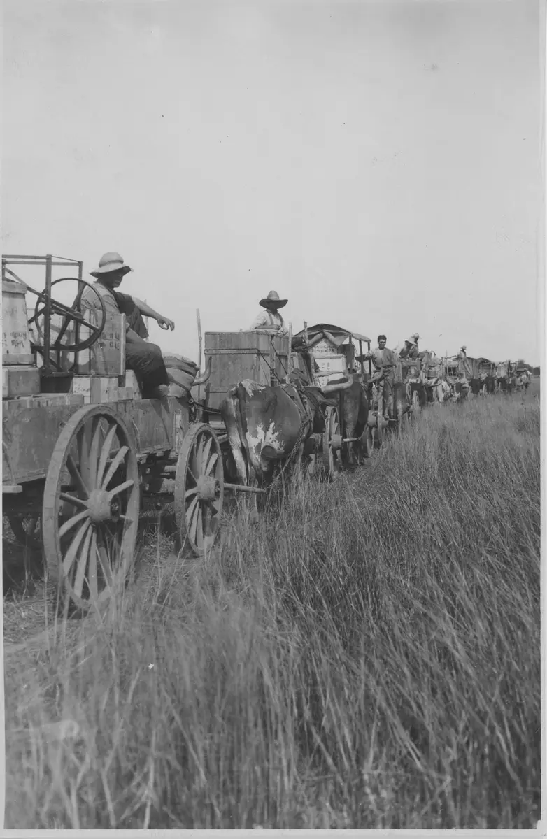 Ochsenwagen