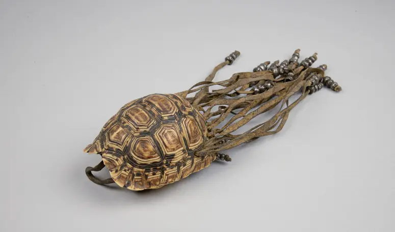 Schildkrötenpanzerbehälter