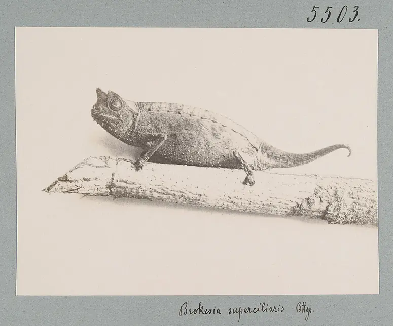 Brokesia superciliaris Bttgr.
