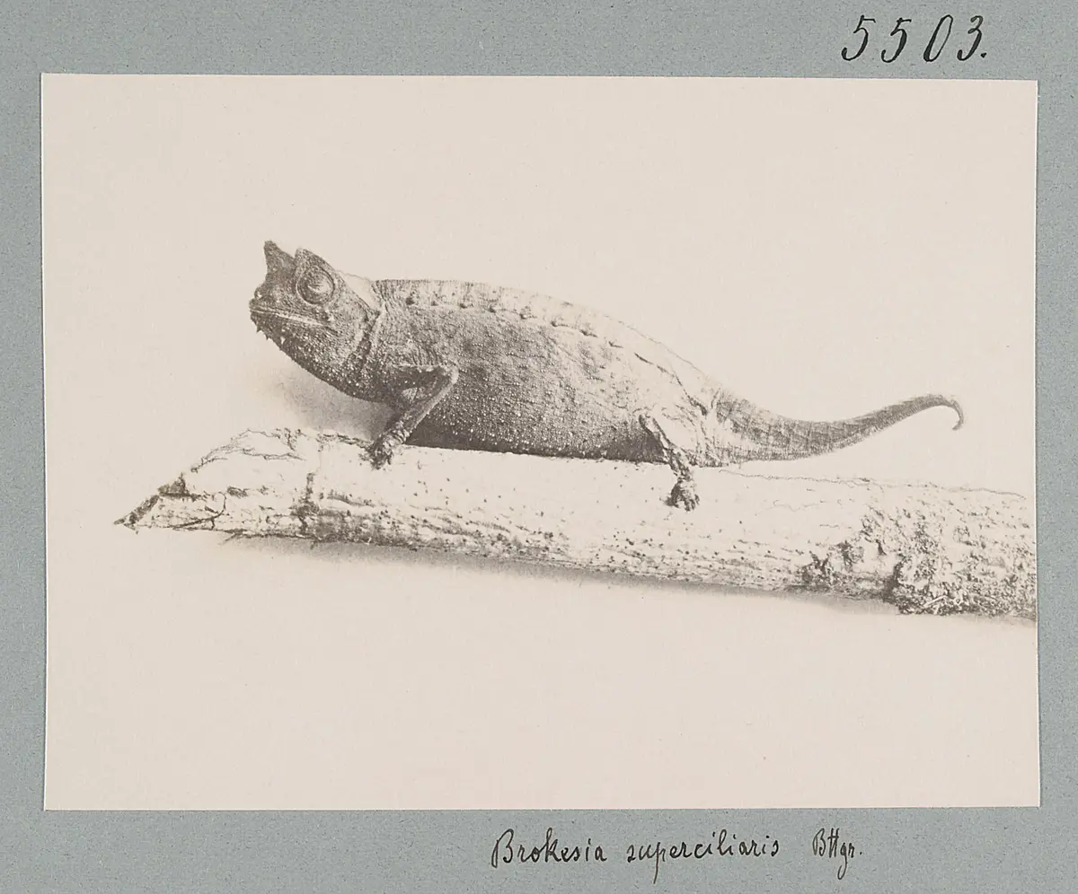 Brokesia superciliaris Bttgr.