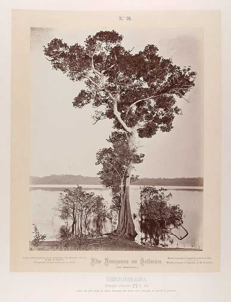 Baum