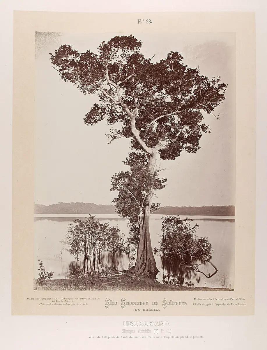 Baum