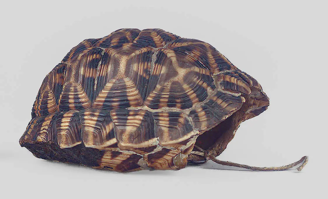 Schildkrötenpanzerbehälter