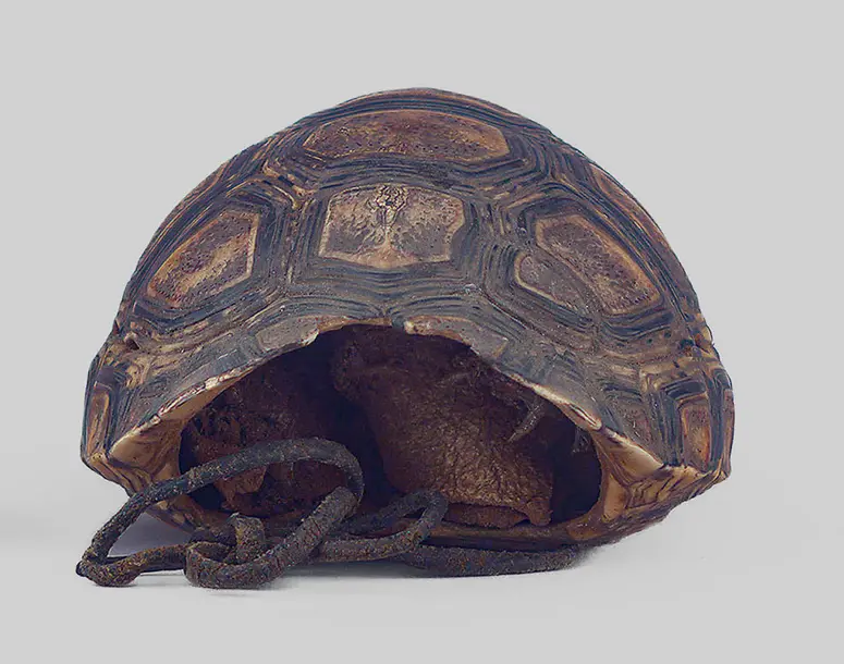 Schildkrötenpanzerbehälter